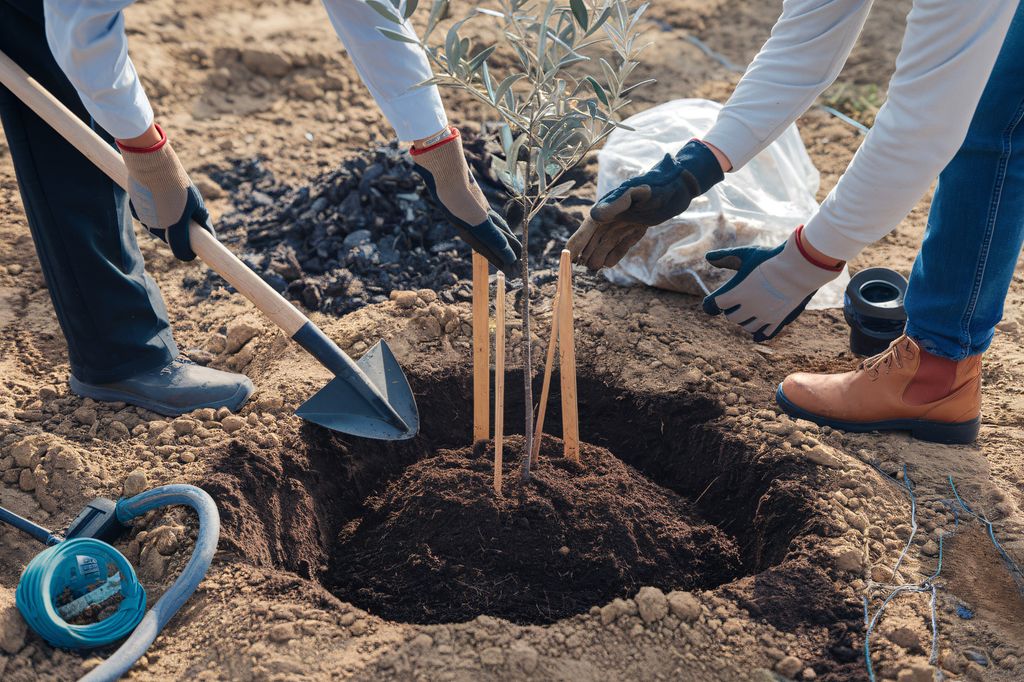 Plantar árbol