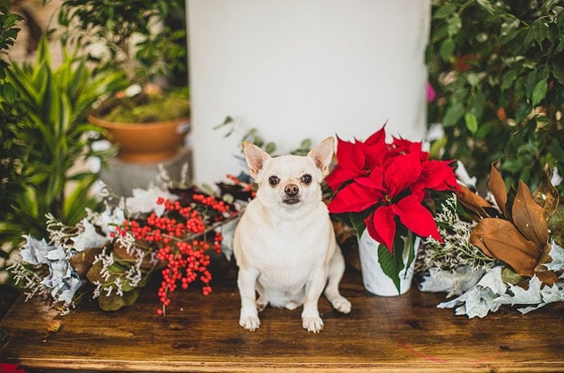 getty perro plantas