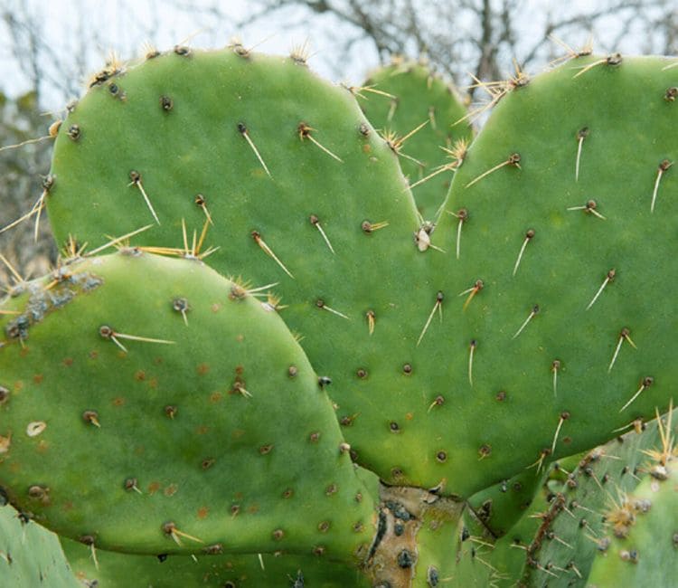 hoja-nopal