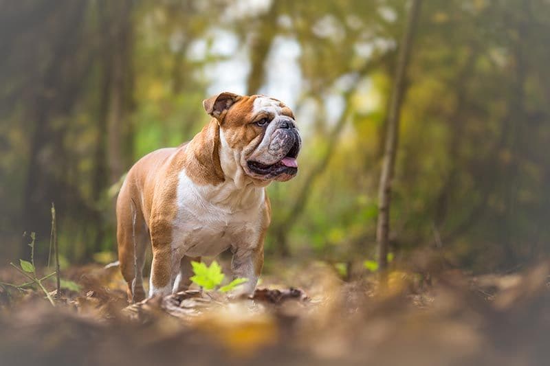 Bulldog AdobeStock_124300535