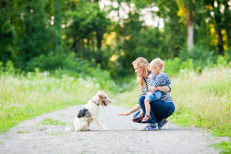 fox terrier familia