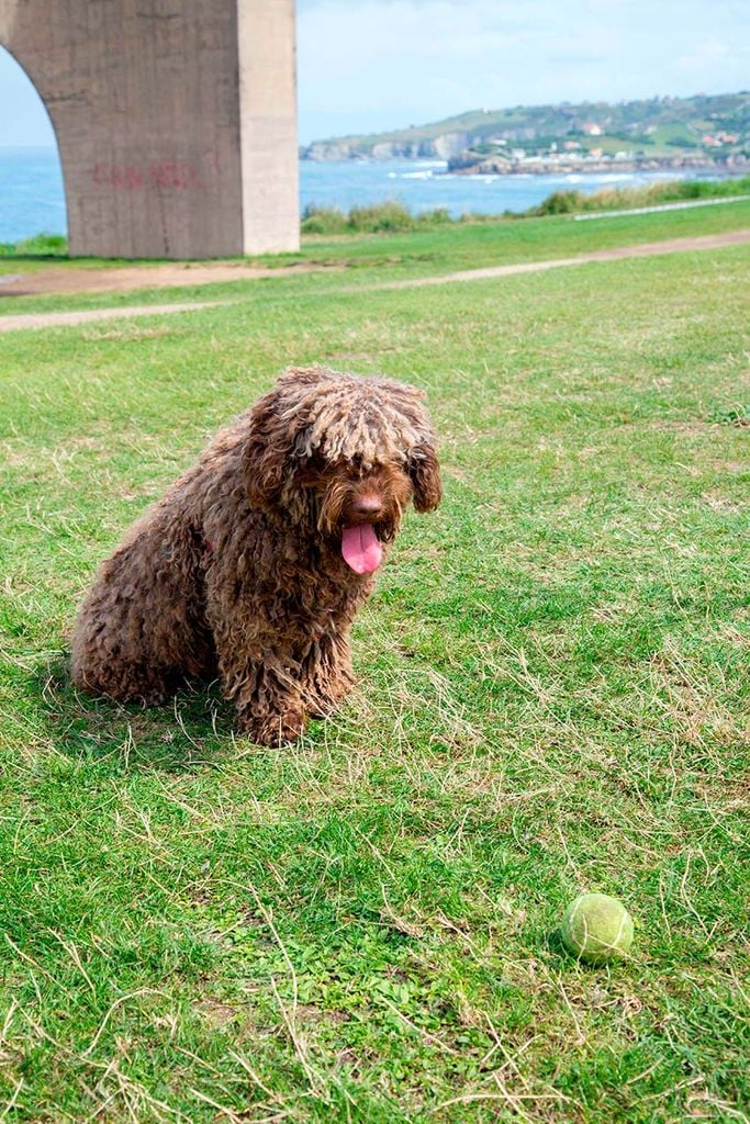 que hacer gijon con perro 2ah0bg4