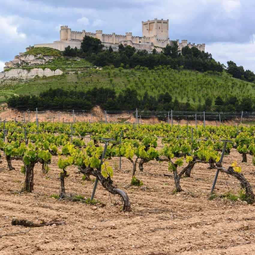 castillo de penafiel en lo alto de la localidad