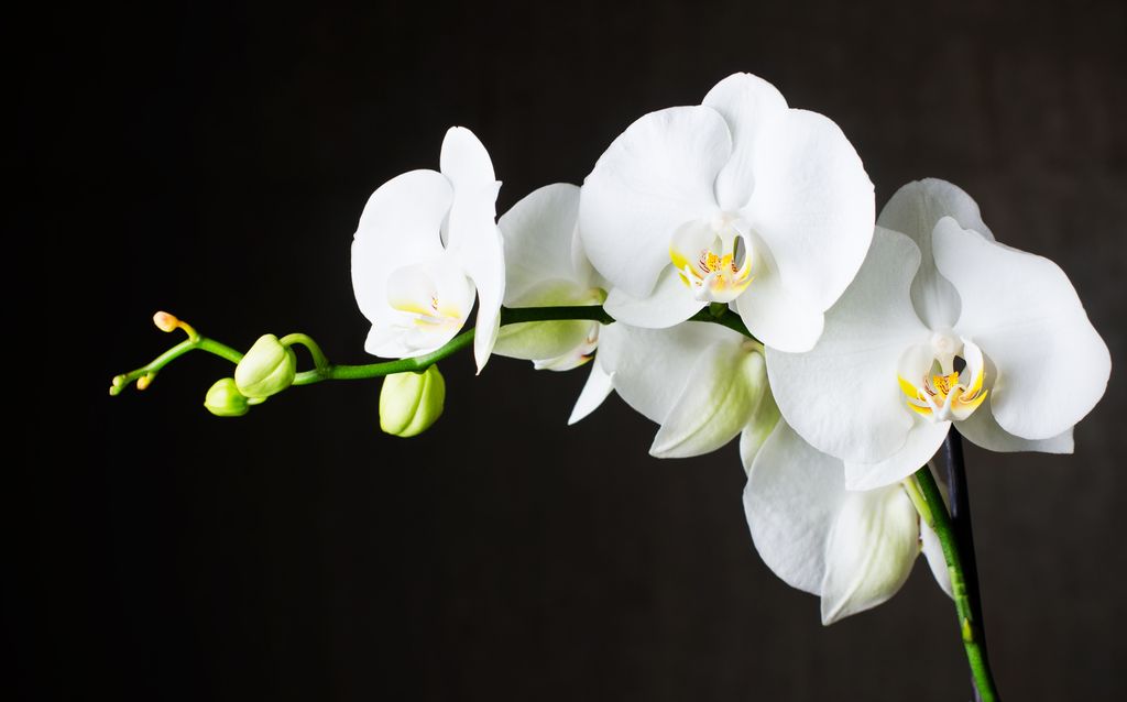 Primer plano de orquídeas blancas (phalaenopsis) contra fondo oscuro.