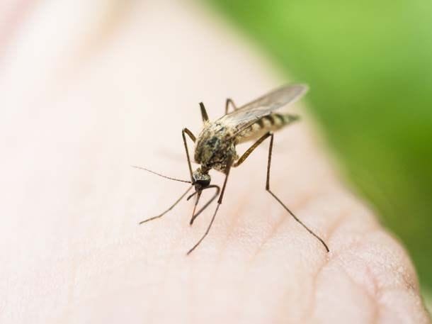 Este virus es transmitido por el mosquito Aedes Aegypti, una especie endémica en los países tropicales.
