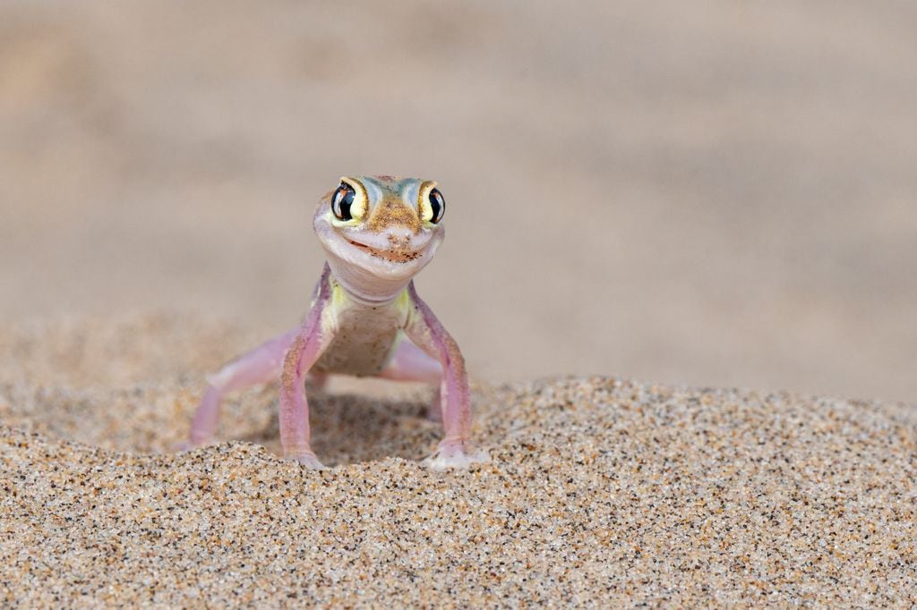 Gecko modelo de moda.