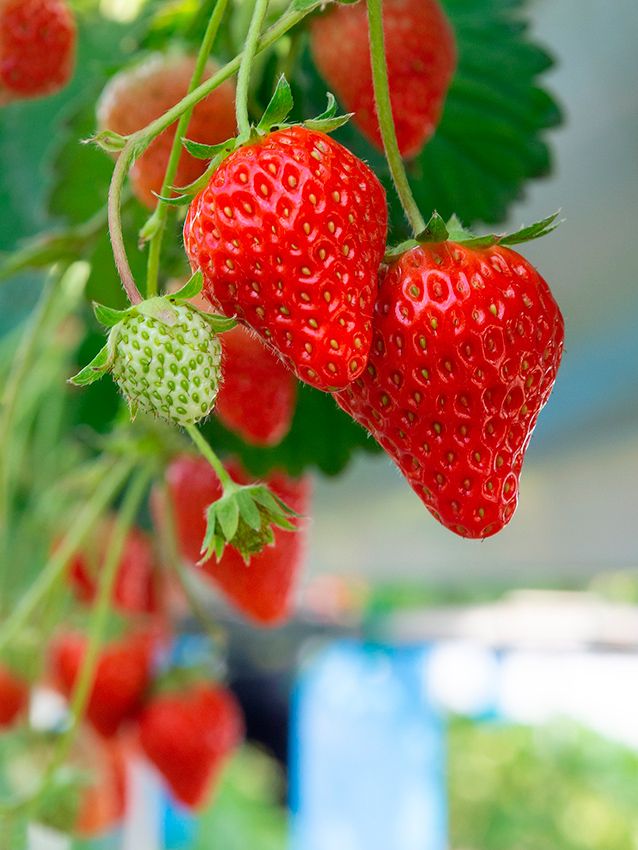 como cultivar fresas 08a