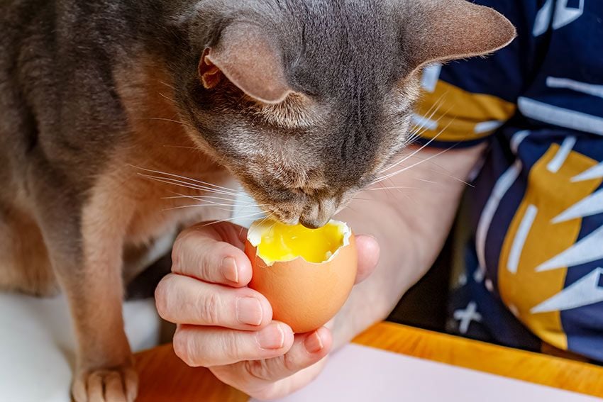 07 gato comer huevos crudos