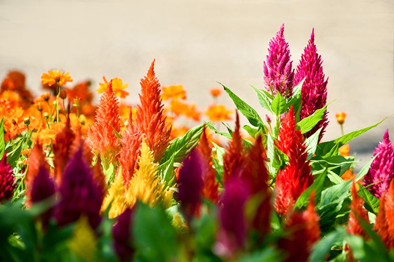 planta exterior celosia 03a