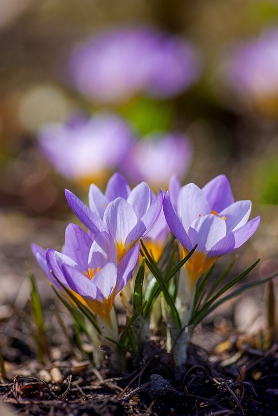 cuidados crocus 06a