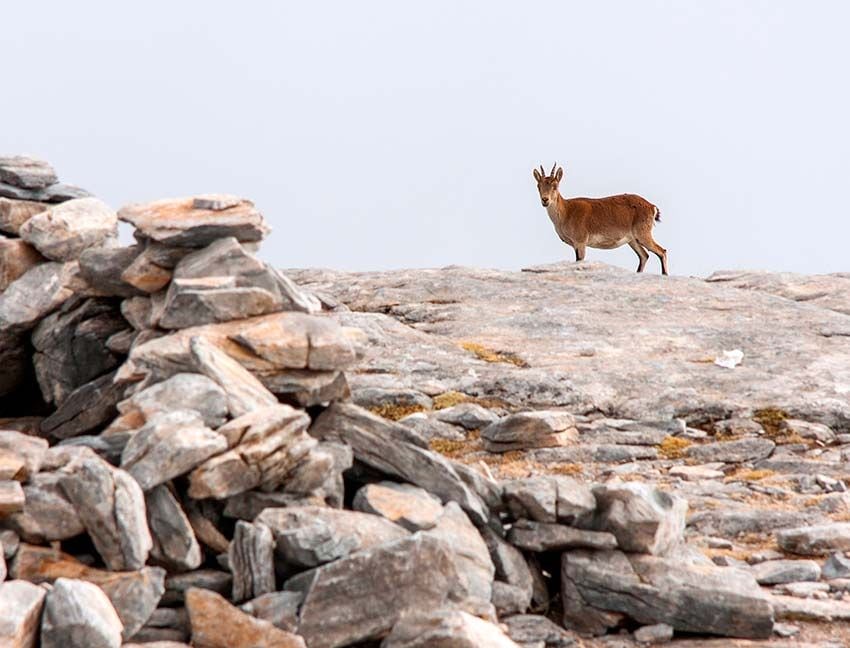 parque natural de las Sierras de Tejeda, Almijara y Alhama 