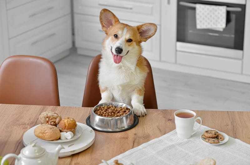 adobe corgi comiendo