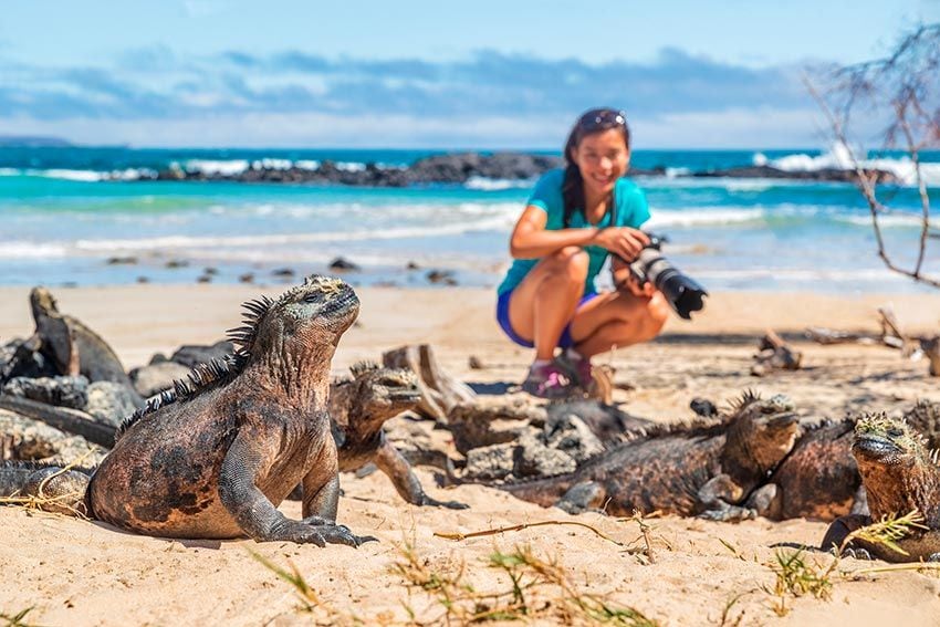 islas galapagos iguanas