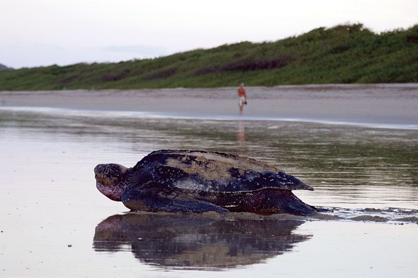 guanacaste tortuga baula las baulas