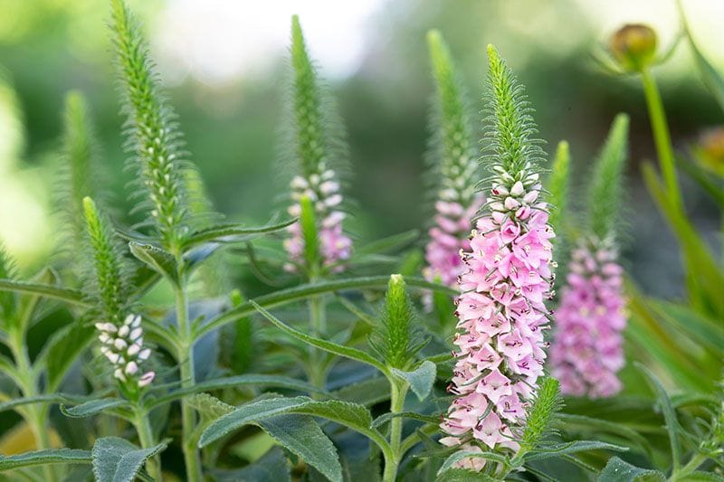 cultivar veronica 3