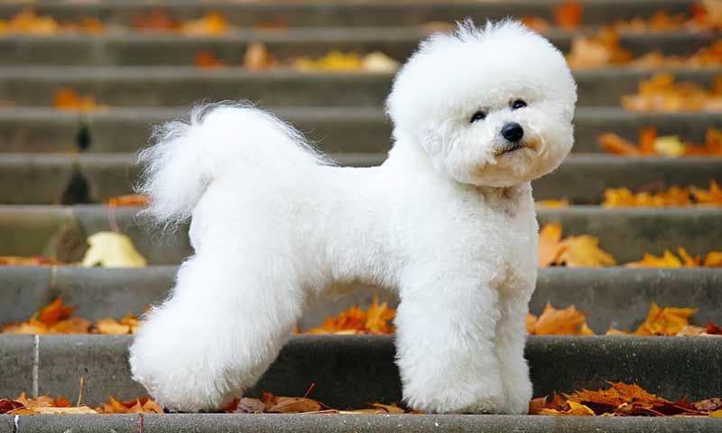 bichonfrise