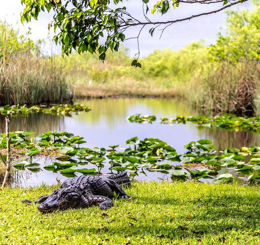 Parque Nacional de Everglades, Estados Unidos