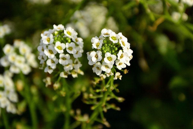 cuidados lobularia 9