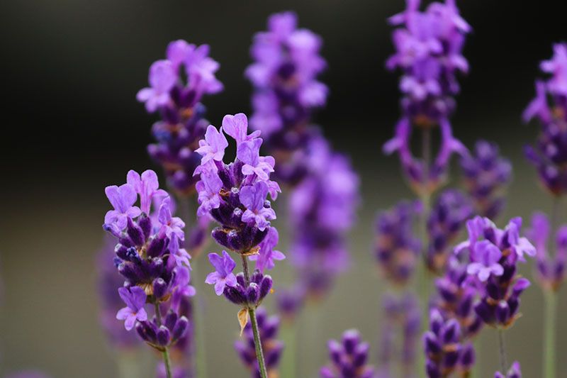 cultivar lavanda 4