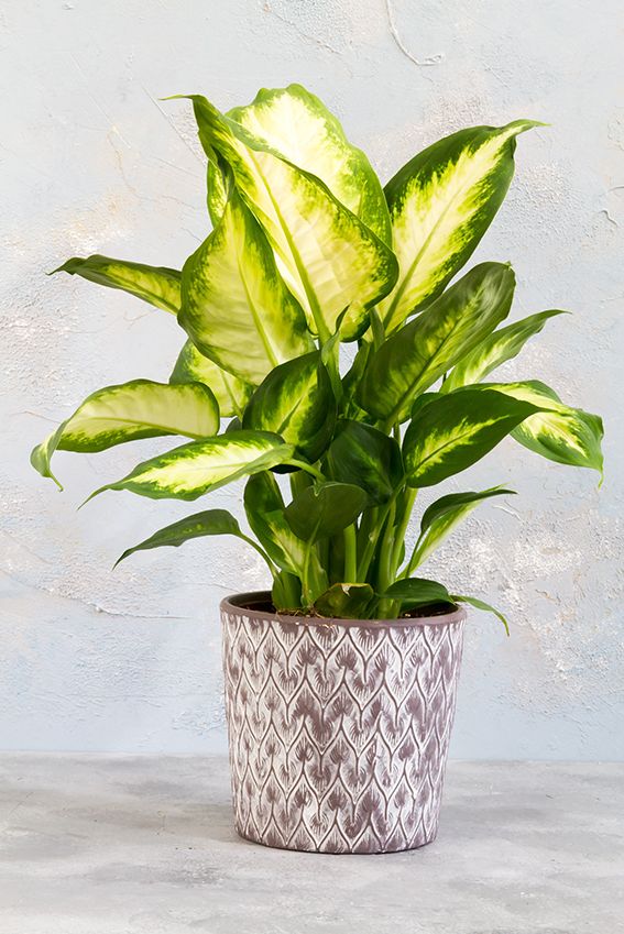 cuidados dieffenbachia 04a