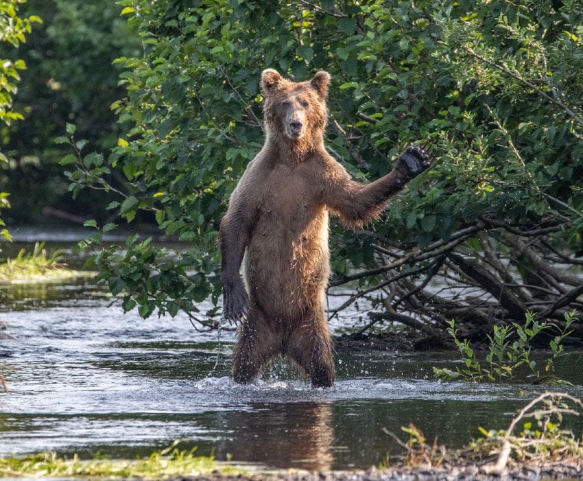 oso