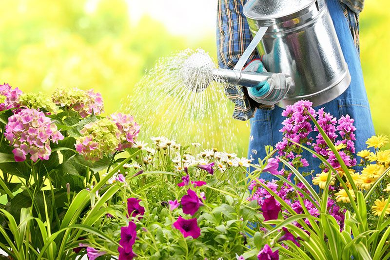 plantas acidofilas jardin 3