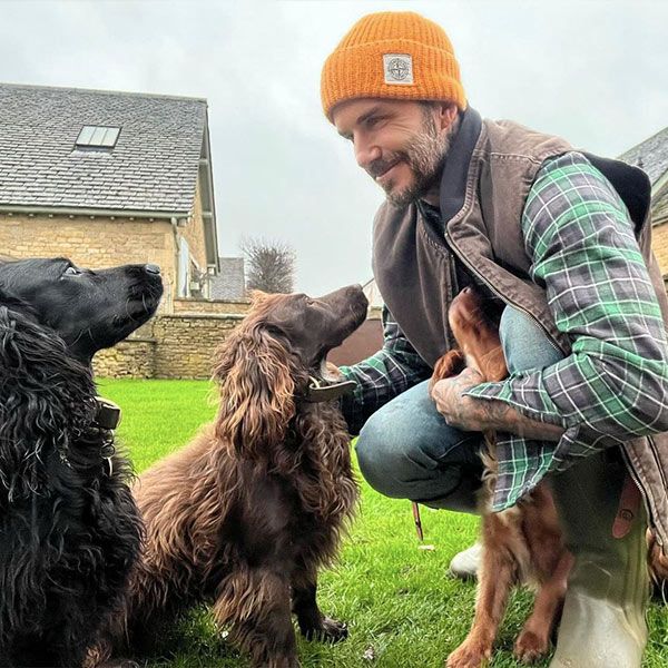 Beckham-con-sus-perros