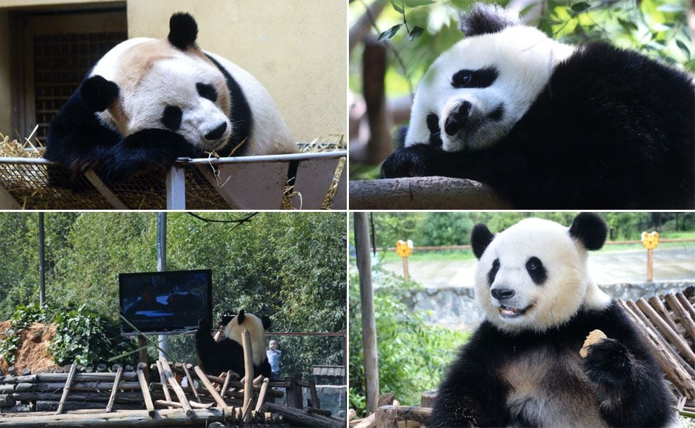 panda tv 