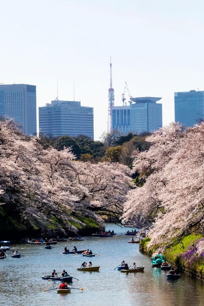 cerezos flor japon