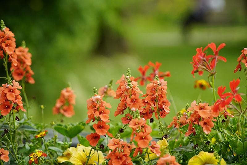 cuidados delphinium 04a