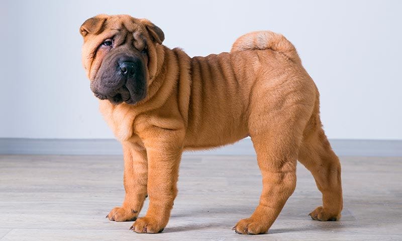 sharpei