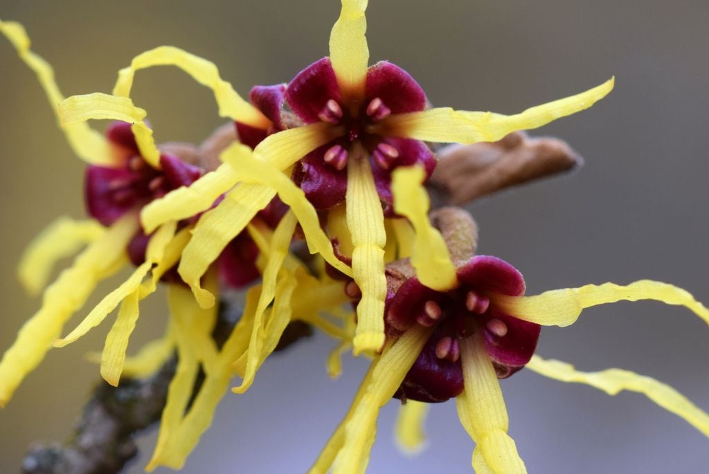 Hamamelis japonica