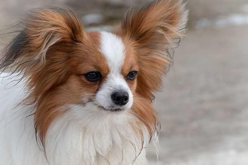 Papillon dog 3985784_1920 pixabay