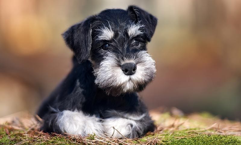 schnauzer razas perro principiantes