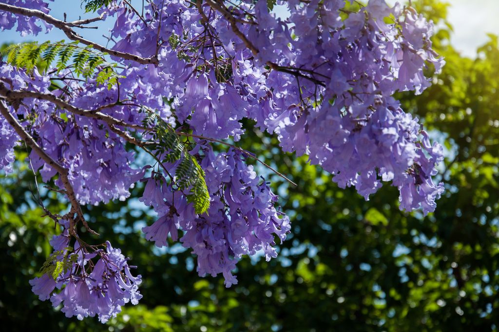 Flores de la Jacaranda