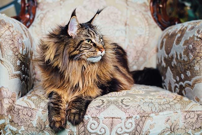 ¿Conoces la raza Maine Coon? Una de las razas de gatos más grandes