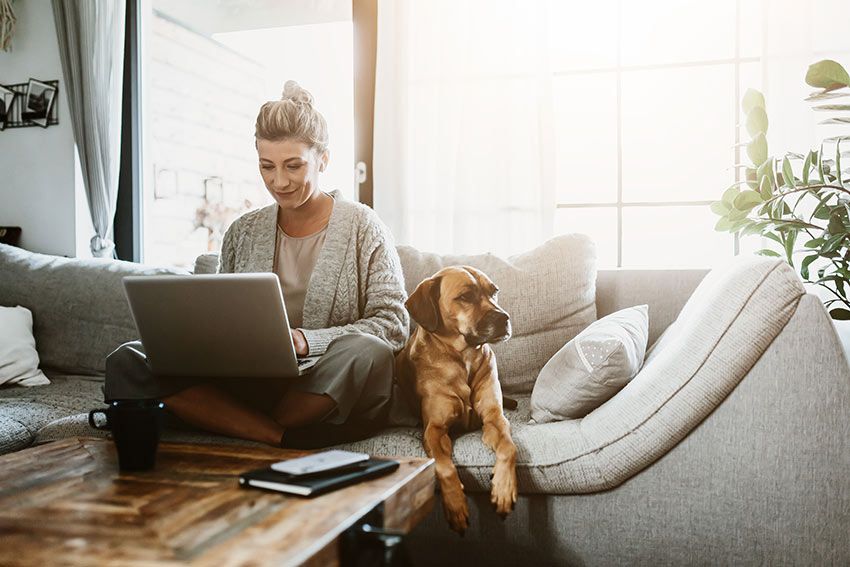 03 curso para tener mascota