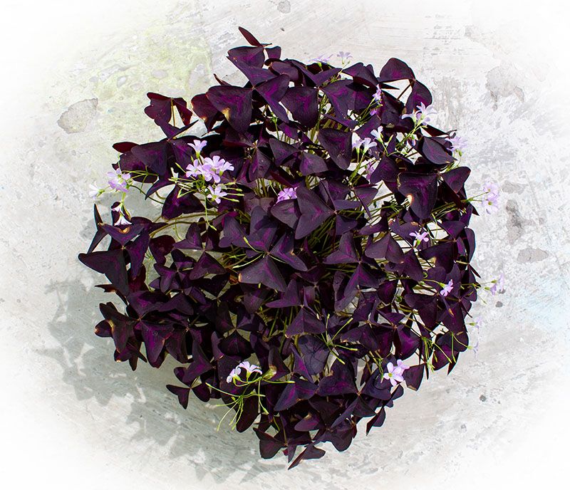 cuidados oxalis 1