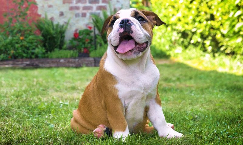 bulldog ingles