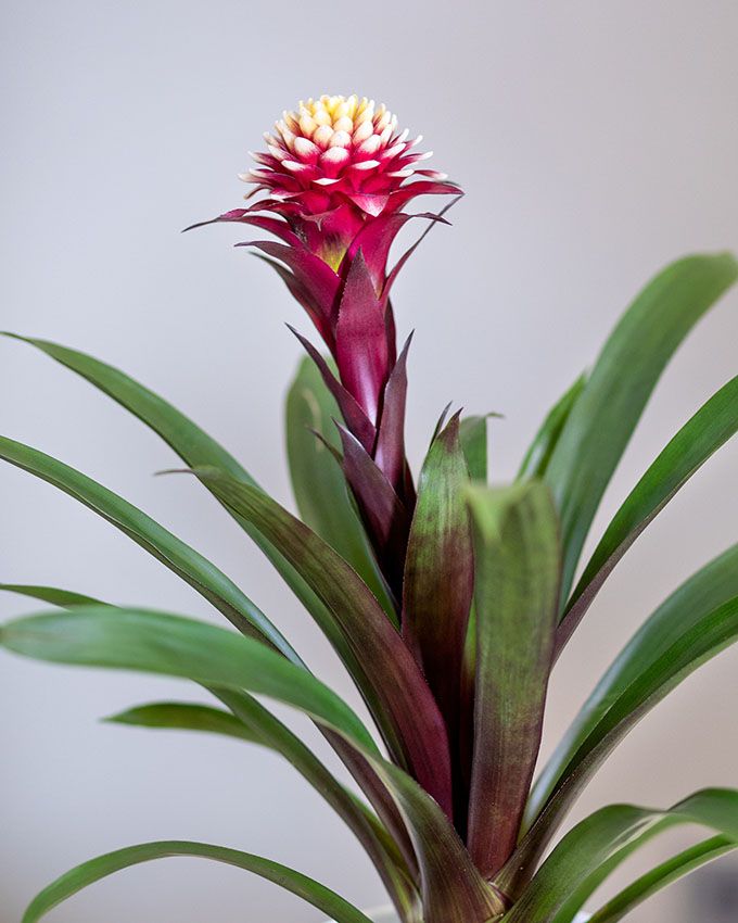 cultivar bromelia 9