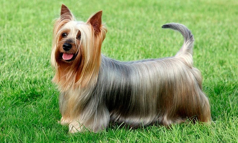 silky terrier