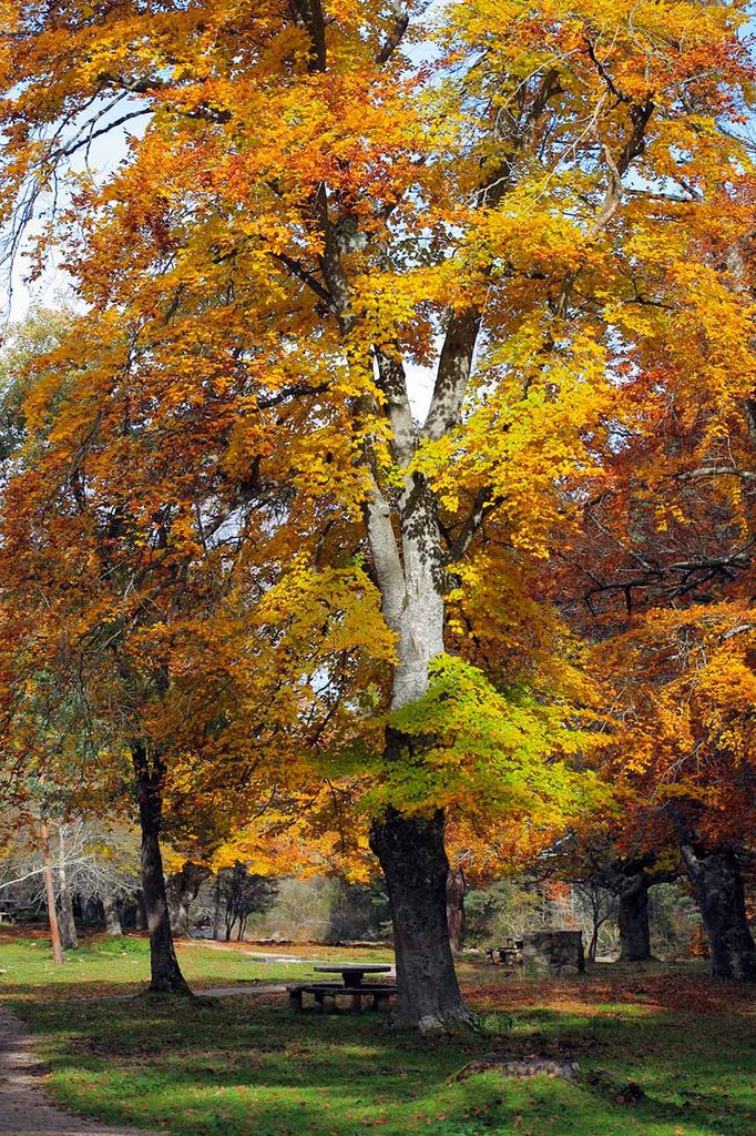 Sierra-Cebollera-otono-bosques-areas