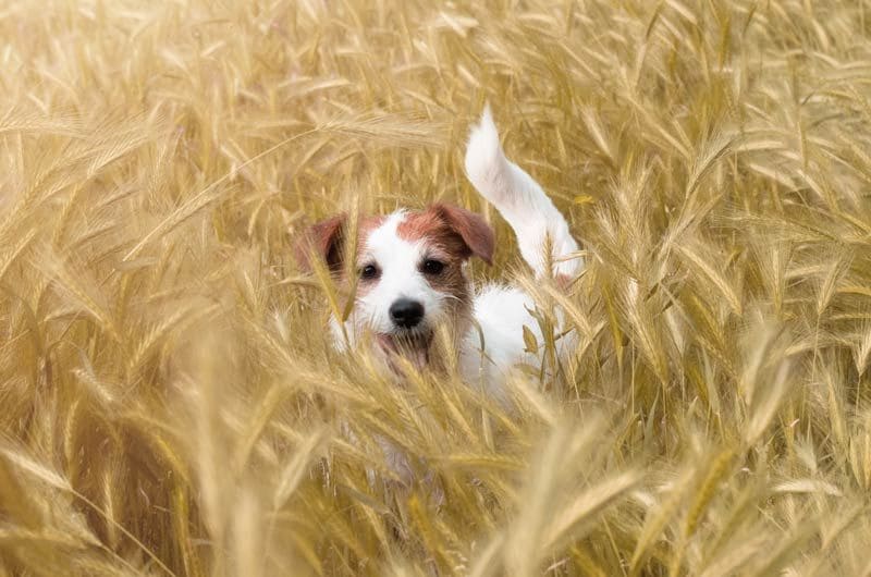 perro campo trigo