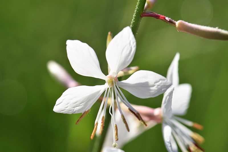 cuidados gaura 9