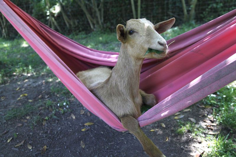 robert pratgoat relax time