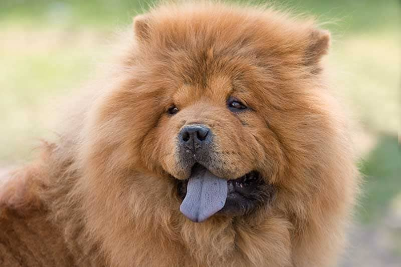 Chow Chow AdobeStock_13666183