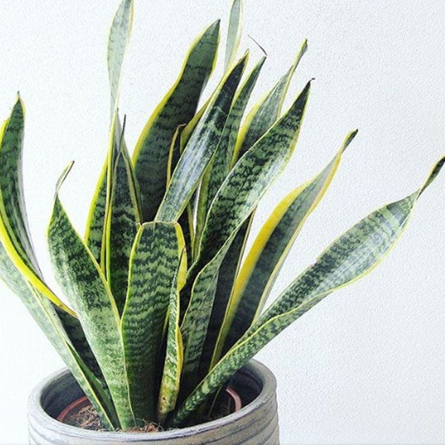 sansevieria-trifasciata