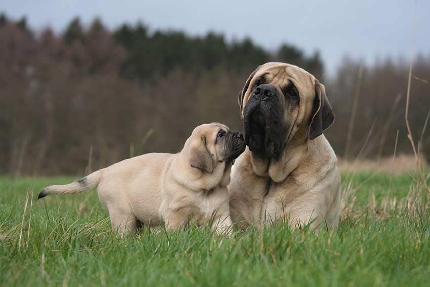 04 perros dificiles adiestrar algunos motivos segun raza