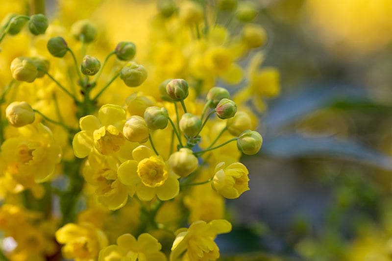 cuidados mahonia 10