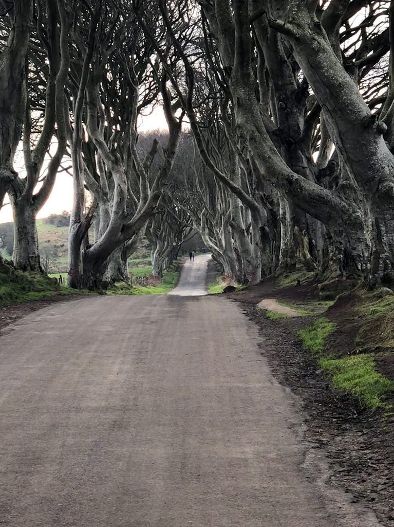 dark-hedges